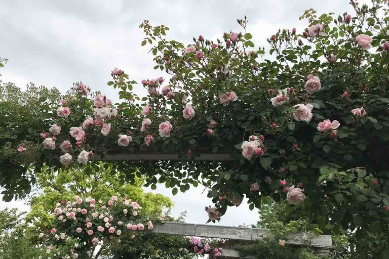 バラが見頃！美しい英国式庭園に癒やされる みつけイングリッシュガーデンの画像4