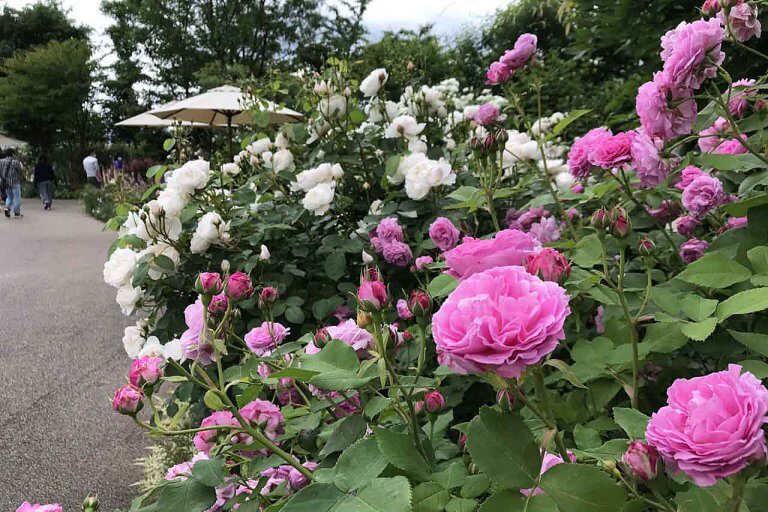 バラが見頃！美しい英国式庭園に癒やされる みつけイングリッシュガーデンのメイン画像