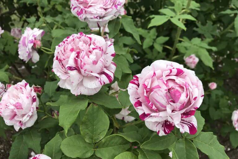 バラが見頃！美しい英国式庭園に癒やされる みつけイングリッシュガーデンの画像8