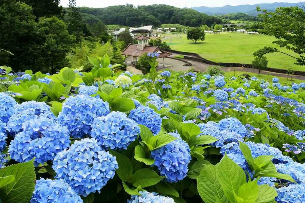 21年版 新潟のアジサイ名所6選 田上町ほか 見頃情報も 街ニュース 新潟の街ニュース ローカル情報 Komachi Web こまちウェブ