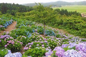 2025�b�V���̃A�W�T�C����8�I �������̉摜7