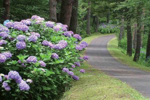 2025�b�V���̃A�W�T�C����8�I �������̉摜12