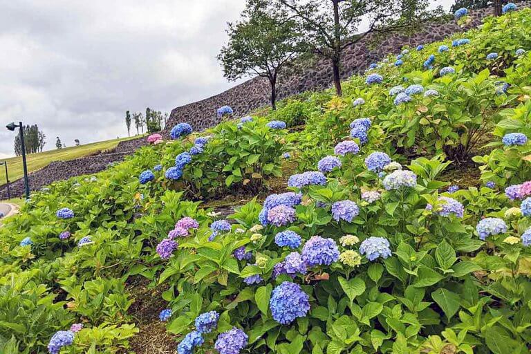 【6/27(日)は入園無料】18000株のアジサイが見頃を迎える「国営越後丘陵公園」でアジサイ・バラ・アサザの花巡りをしてきました 【6/27(日)は入園無料】18000株のアジサイが見頃を迎える「国営越後丘陵公園」でアジサイ・バラ・アサザの花巡りをしてきました