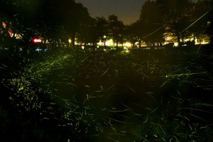 2025�b�V���̃z�^���Ϗ܃X�|�b�g16�I�̉摜17