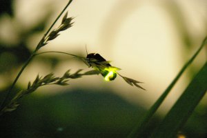 2025�b�V���̃z�^���Ϗ܃X�|�b�g16�I�̃��C���摜