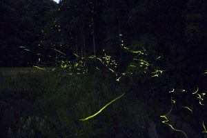 2025�b�V���̃z�^���Ϗ܃X�|�b�g16�I�̉摜10