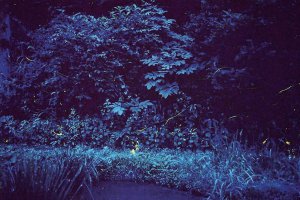 2025�b�V���̃z�^���Ϗ܃X�|�b�g16�I�̉摜20