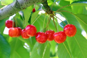 2024�b�H�ו���Ŋy���߂�I�V���̂������ڎ��X�|�b�g�̃��C���摜