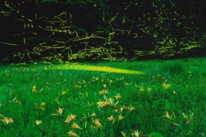 2025�b�V���̃z�^���Ϗ܃X�|�b�g16�I�̉摜8