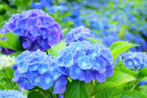 2025�b�V���̃A�W�T�C����8�I �������̃��C���摜