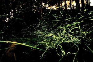 2025�b�V���̃z�^���Ϗ܃X�|�b�g16�I�̉摜14