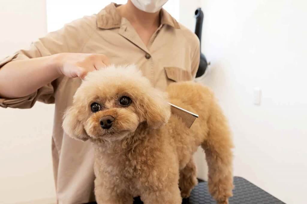 Wan House ワンハウス プライベート空間で愛犬も喜ぶトリミングを 犬専用サロンwan Houseが新潟市出来島にオープン 街ニュース 新潟の街ニュース ローカル情報 Komachi Web こまちウェブ