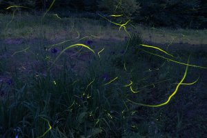 2025�b�V���̃z�^���Ϗ܃X�|�b�g16�I�̉摜15