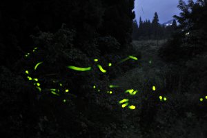 2025�b�V���̃z�^���Ϗ܃X�|�b�g16�I�̉摜19