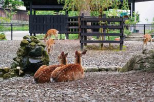 �Ăɂ������߁I�V���E�����������X�|�b�g18�I ����������̉摜14