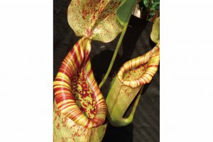 y2021zV ẴCxgW ċx ̂oɁAvo ǉ̉摜42