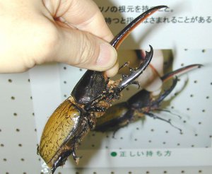 y2021zV ẴCxgW ċx ̂oɁAvo ǉ̉摜49