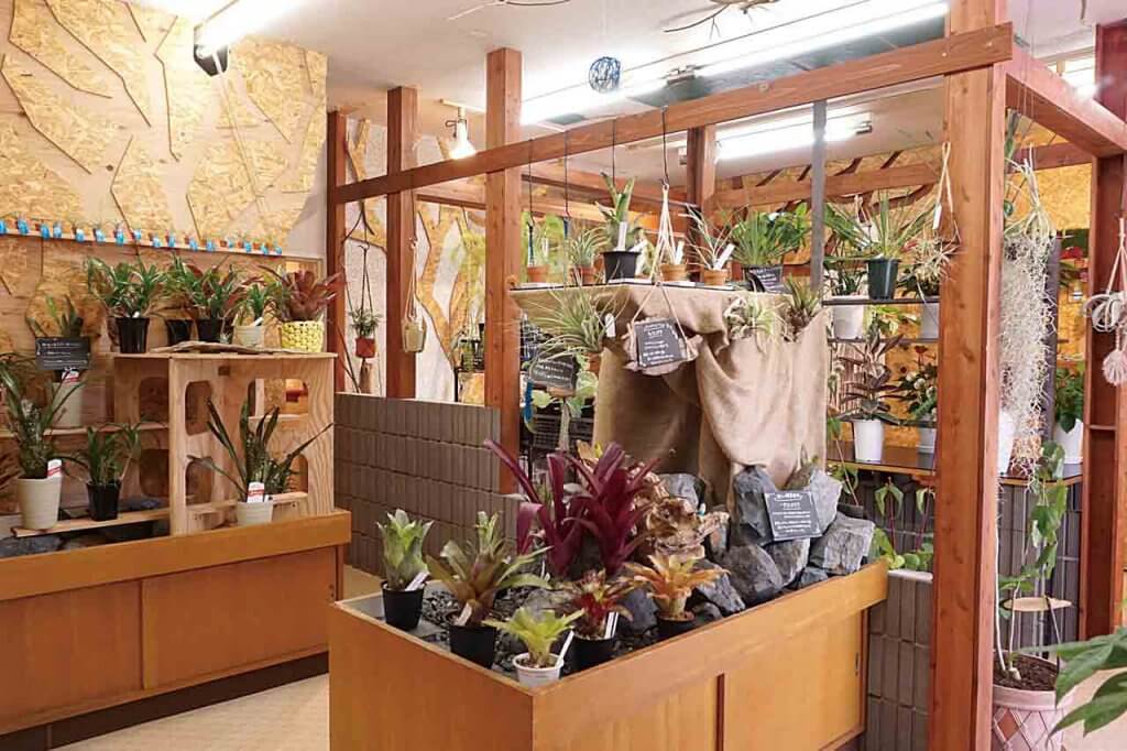 観葉植物専門のお医者さん Ll K 植物診療shop 新潟市西区にオープン 相談無料で弱った植物をプロが再生 街ニュース 新潟の街ニュース ローカル情報 Komachi Web こまちウェブ