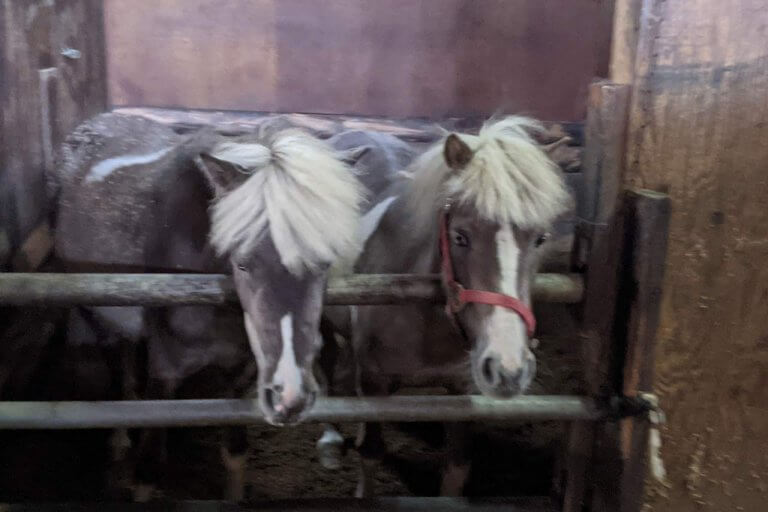 注目を集める「引退馬の養老牧場」。胎内市「松原ステーブルス」の無料牧場見学でかわいい馬たちに癒されてきました。の画像7