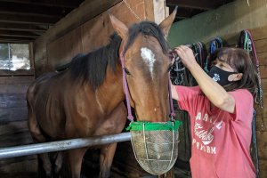 注目を集める 引退馬の養老牧場 胎内市 松原ステーブルス の無料牧場見学でかわいい馬たちに癒されてきました 街ニュース 新潟の街ニュース ローカル情報 Komachi Web こまちウェブ