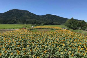 2025bV̂Ђ܂蔨 6I@ĂȂł͂̉Ԃ̐ỉ摜3