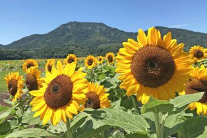 2025bV̂Ђ܂蔨 6I@ĂȂł͂̉Ԃ̐ĩC摜