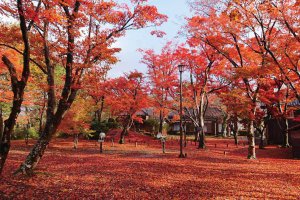 2025�b�V���̐�i�g�t�X�|�b�g ����30�I�̉摜20