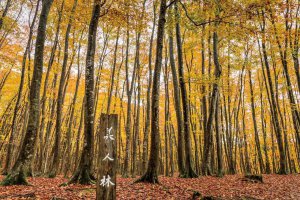 2025�b�V���̐�i�g�t�X�|�b�g ����30�I�̉摜32