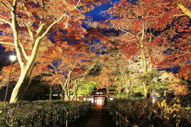 【2021年版】新潟の紅葉ライトアップ 名所8選　弥彦、北方文化博物館、もみじ園、松雲山荘…、夜ならではの風情を楽しもうのメイン画像
