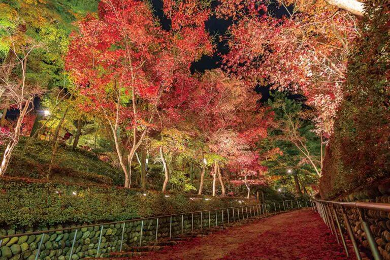 【2021年版】新潟の紅葉ライトアップ 名所8選　弥彦、北方文化博物館、もみじ園、松雲山荘…、夜ならではの風情を楽しもうの画像8