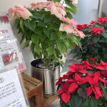 開催は26日(日)まで！色鮮やかな植物と装飾で冬も華やか！新潟県立植物園「クリスマス展」へ行ってきましたの画像5