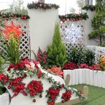 開催は26日(日)まで！色鮮やかな植物と装飾で冬も華やか！新潟県立植物園「クリスマス展」へ行ってきましたの画像9