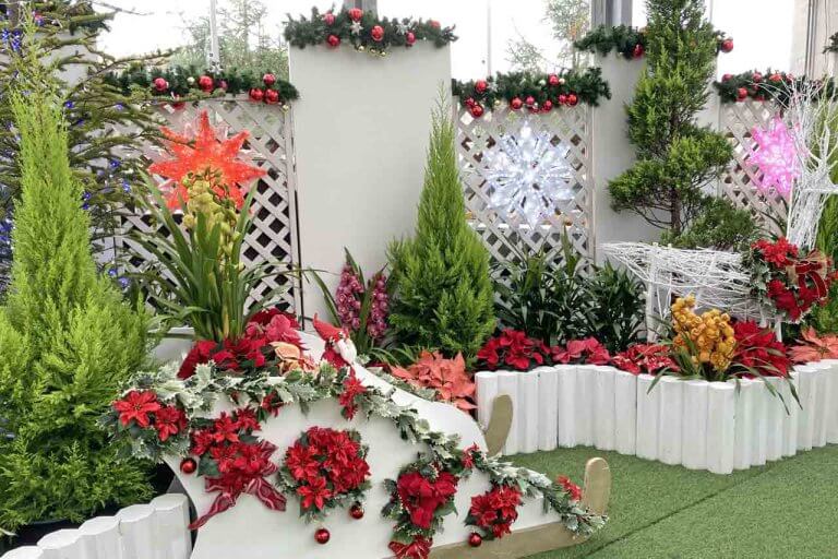 開催は26日(日)まで！色鮮やかな植物と装飾で冬も華やか！新潟県立植物園「クリスマス展」へ行ってきましたの画像9