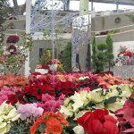 開催は26日(日)まで！色鮮やかな植物と装飾で冬も華やか！新潟県立植物園「クリスマス展」へ行ってきましたの画像10