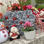 開催は26日(日)まで！色鮮やかな植物と装飾で冬も華やか！新潟県立植物園「クリスマス展」へ行ってきましたの画像12
