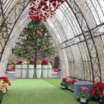 開催は26日(日)まで！色鮮やかな植物と装飾で冬も華やか！新潟県立植物園「クリスマス展」へ行ってきましたのメイン画像