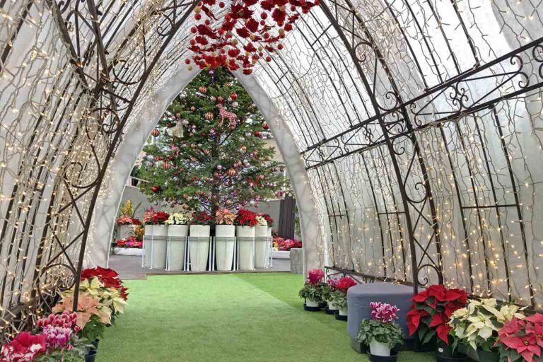 開催は26日(日)まで!色鮮やかな植物と装飾で冬も華やか!新潟県立植物園「クリスマス展」へ行ってきました 開催は26日(日)まで!色鮮やかな植物と装飾で冬も華やか!新潟県立植物園「クリスマス展」へ行ってきました