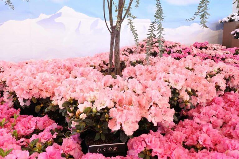新潟が誇る花木 アザレア 700鉢を展示 国営越後丘陵公園で22日 火 から 街ニュース 新潟の街ニュース ローカル情報 Komachi Web こまちウェブ