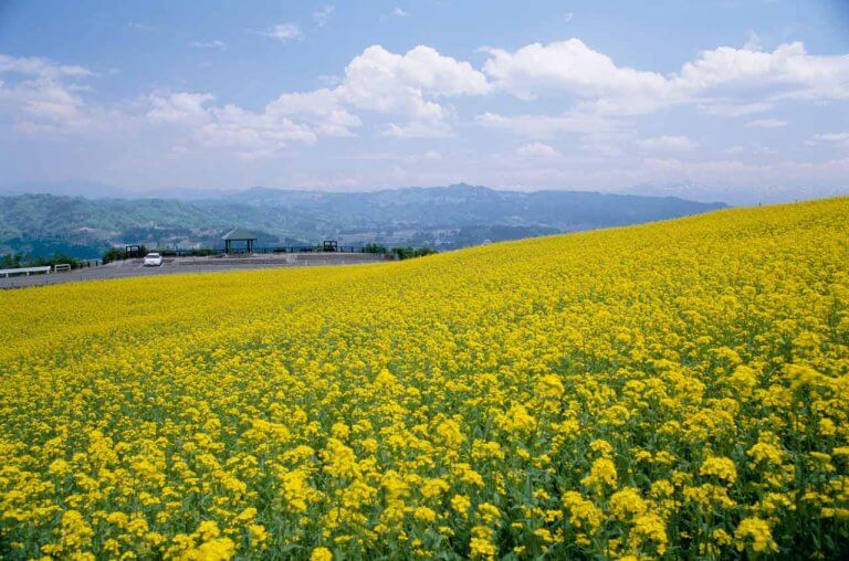 【2022年版】新潟の「菜の花畑」名所3選 見頃情報も 福島潟、上堰潟公園、山本山