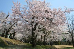 2025bV̂ԌEX|bg50I@Cxg̉摜41