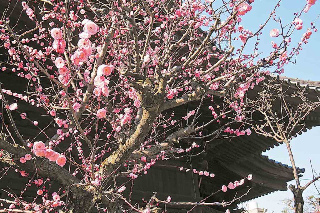 22 新潟の梅の花見スポット 名所3選 見頃情報も 田上 亀田 蒲原神社 街ニュース 新潟の街ニュース ローカル情報 Komachi Web こまちウェブ