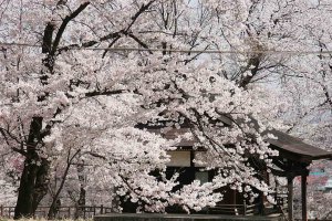 2025bV̂ԌEX|bg50I@Cxg̉摜47