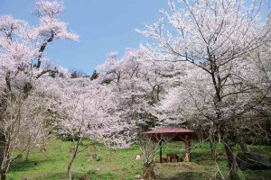 2025bVEzGA lC̍EԌX|bg ԁ 41Ỉ摜38