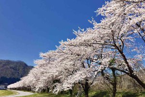 2025bVEzGA lC̍EԌX|bg ԁ 41Ỉ摜26