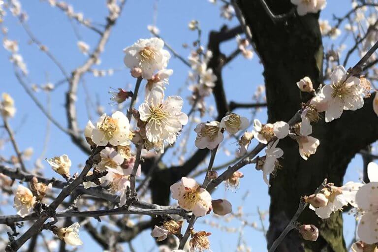 22 新潟の梅の花見スポット 名所3選 見頃情報も 田上 亀田 蒲原神社 街ニュース 新潟の街ニュース ローカル情報 Komachi Web こまちウェブ