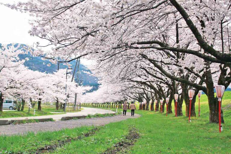 【2022】新潟･下越のお花見 桜の名所43選｜新潟市、村上、新発田、阿賀、佐渡ほか