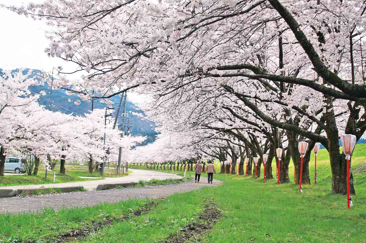 22 新潟 下越のお花見 桜の名所43選 新潟市 村上 新発田 阿賀 佐渡ほか Komachi