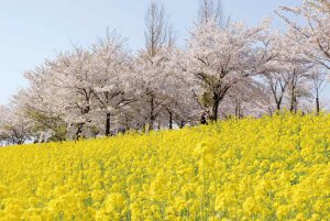 22年版 新潟の 菜の花畑 名所3選 見頃情報も 福島潟 上堰潟公園 山本山 街ニュース 新潟の街ニュース ローカル情報 Komachi Web こまちウェブ