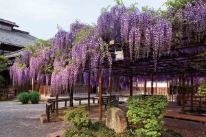 2024bGWɂ߁I V̉ԃX|bg12Ỉ摜6