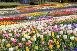 2025�b�V���̃`���[���b�v�� ����6�I�@�����E�C�x���g���̉摜4